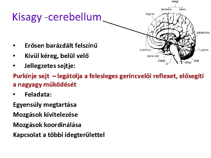 Kisagy -cerebellum • Erősen barázdált felszínű • Kívül kéreg, belül velő • Jellegzetes sejtje: