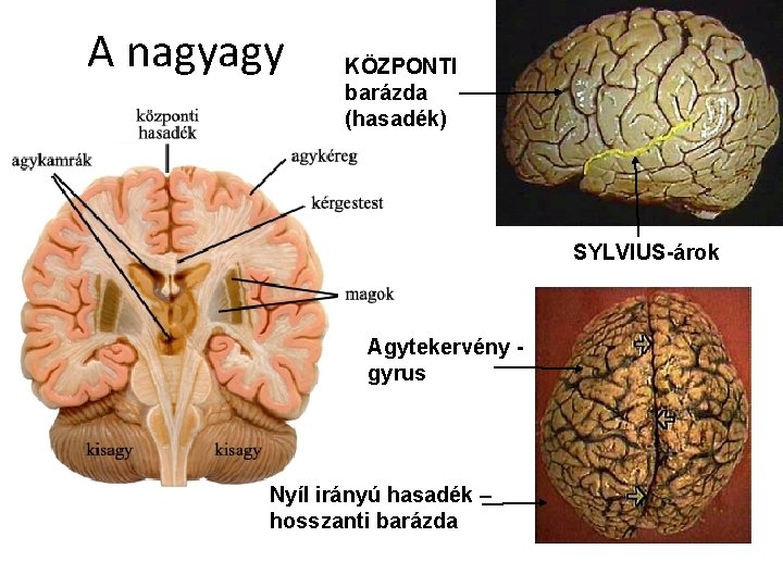 A nagyagy KÖZPONTI barázda (hasadék) SYLVIUS-árok Agytekervény - gyrus Nyíl irányú hasadék – hosszanti A nagyagy KÖZPONTI barázda (hasadék) SYLVIUS-árok Agytekervény - gyrus Nyíl irányú hasadék – hosszanti