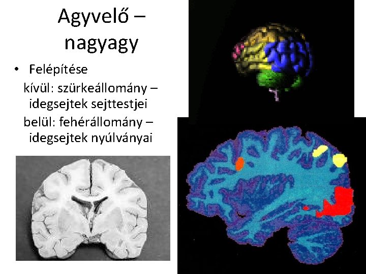 Agyvelő – nagyagy • Felépítése kívül: szürkeállomány – idegsejtek sejttestjei belül: fehérállomány – idegsejtek Agyvelő – nagyagy • Felépítése kívül: szürkeállomány – idegsejtek sejttestjei belül: fehérállomány – idegsejtek