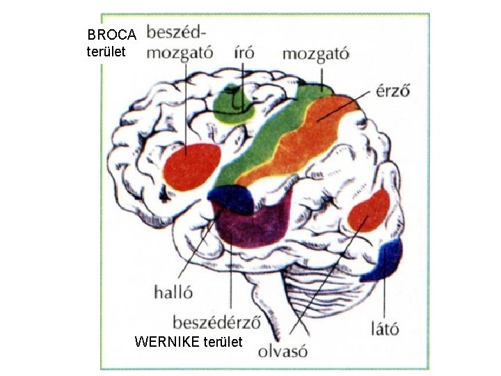 BROCA terület WERNIKE terület 