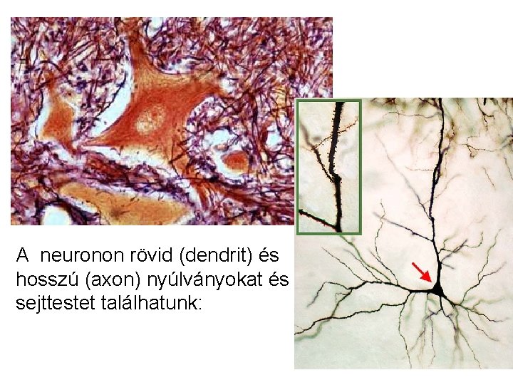 A neuronon rövid (dendrit) és hosszú (axon) nyúlványokat és sejttestet találhatunk: A neuronon rövid (dendrit) és hosszú (axon) nyúlványokat és sejttestet találhatunk: