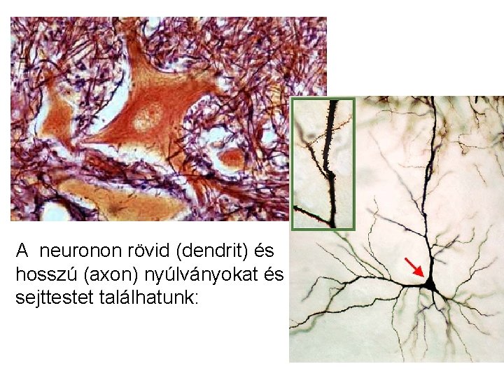 A neuronon rövid (dendrit) és hosszú (axon) nyúlványokat és sejttestet találhatunk: 