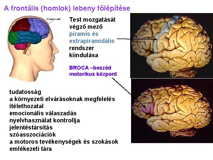 A frontális (homlok) lebeny fölépítése Test mozgatását végző mező piramis és extrapiramidális rendszer kiindulása A frontális (homlok) lebeny fölépítése Test mozgatását végző mező piramis és extrapiramidális rendszer kiindulása
