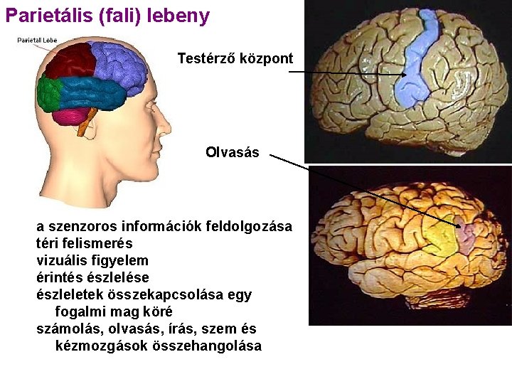 Parietális (fali) lebeny Testérző központ Olvasás a szenzoros információk feldolgozása téri felismerés vizuális figyelem Parietális (fali) lebeny Testérző központ Olvasás a szenzoros információk feldolgozása téri felismerés vizuális figyelem
