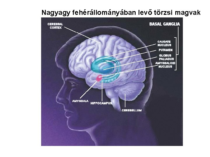 Nagyagy fehérállományában levő törzsi magvak Nagyagy fehérállományában levő törzsi magvak