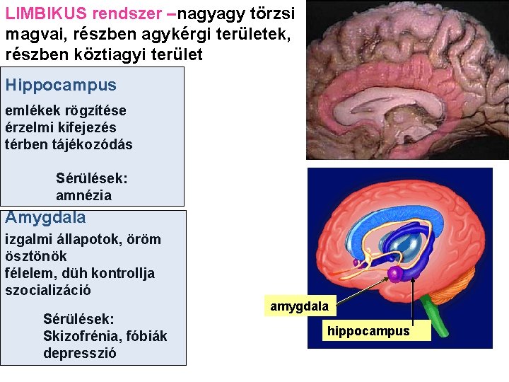 LIMBIKUS rendszer –nagyagy törzsi magvai, részben agykérgi területek, részben köztiagyi terület Hippocampus emlékek rögzítése