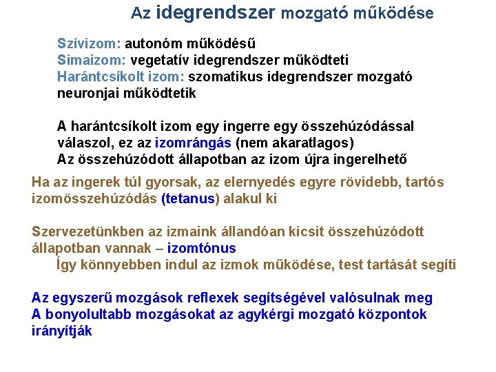 Az idegrendszer mozgató működése Szívizom: autonóm működésű Simaizom: vegetatív idegrendszer működteti Harántcsíkolt izom: szomatikus