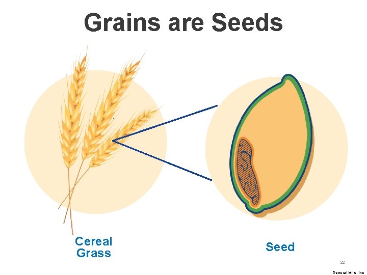 Grains are Seeds Cereal Grass Seed 22 General Mills, Inc 