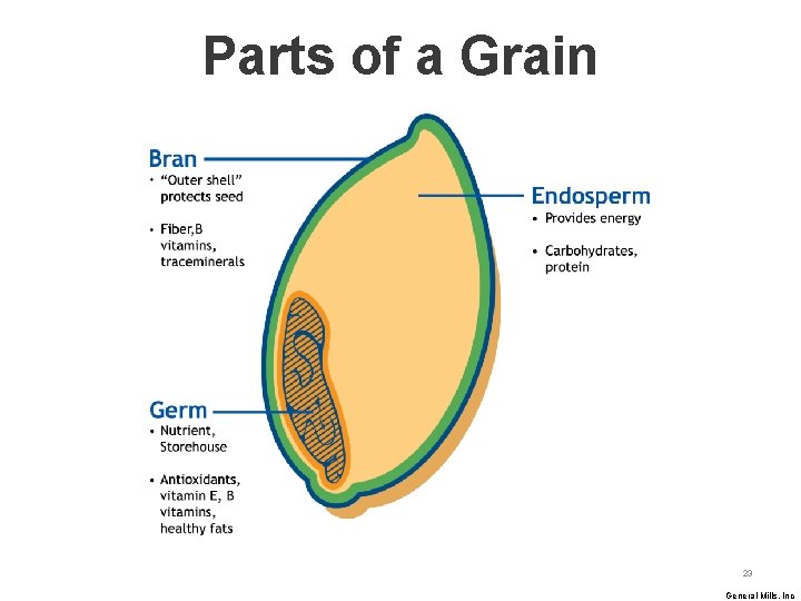 Parts of a Grain 23 General Mills, Inc 