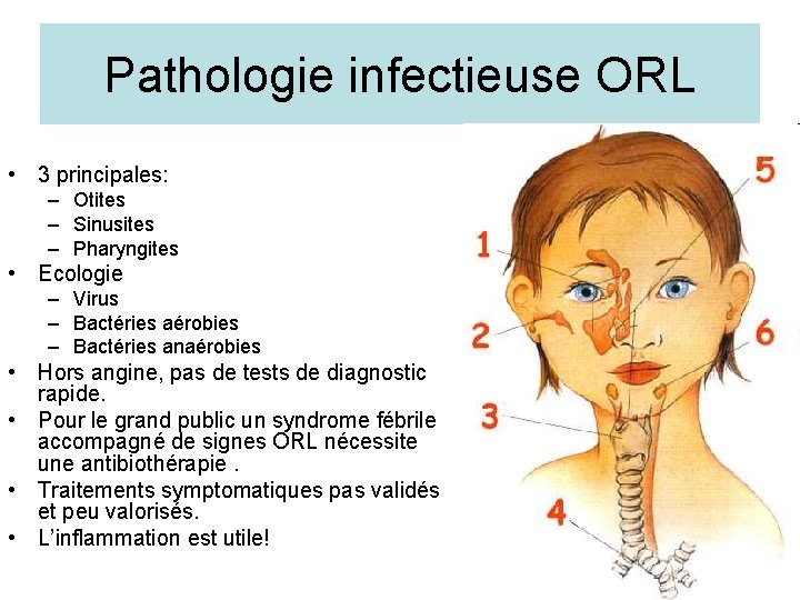 Pathologie infectieuse ORL • 3 principales: – Otites – Sinusites – Pharyngites • Ecologie