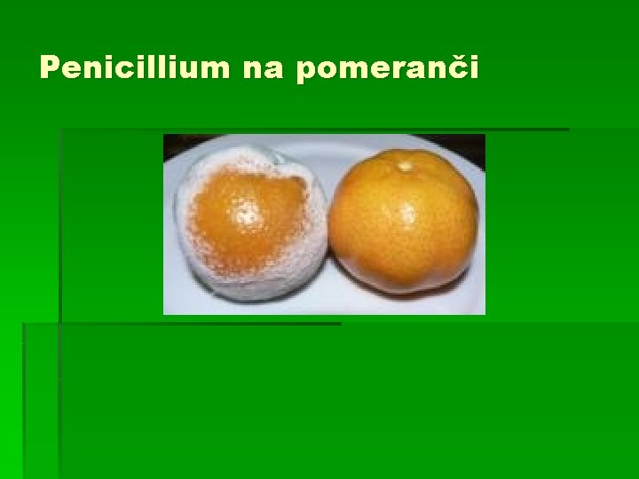 Penicillium na pomeranči 