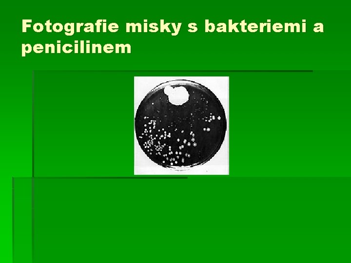 Fotografie misky s bakteriemi a penicilinem 