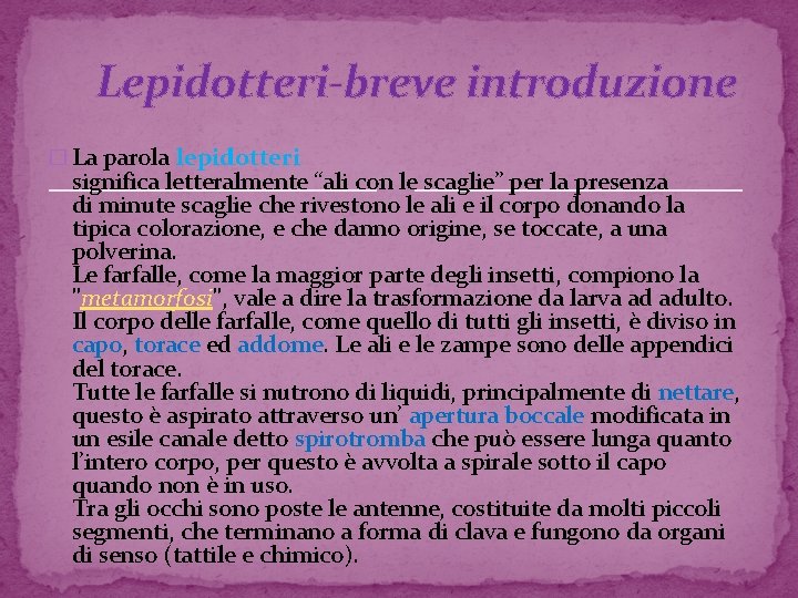  Lepidotteri-breve introduzione � La parola lepidotteri significa letteralmente “ali con le scaglie” per