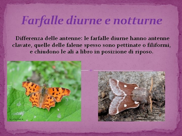Farfalle diurne e notturne • Differenza delle antenne: le farfalle diurne hanno antenne clavate,