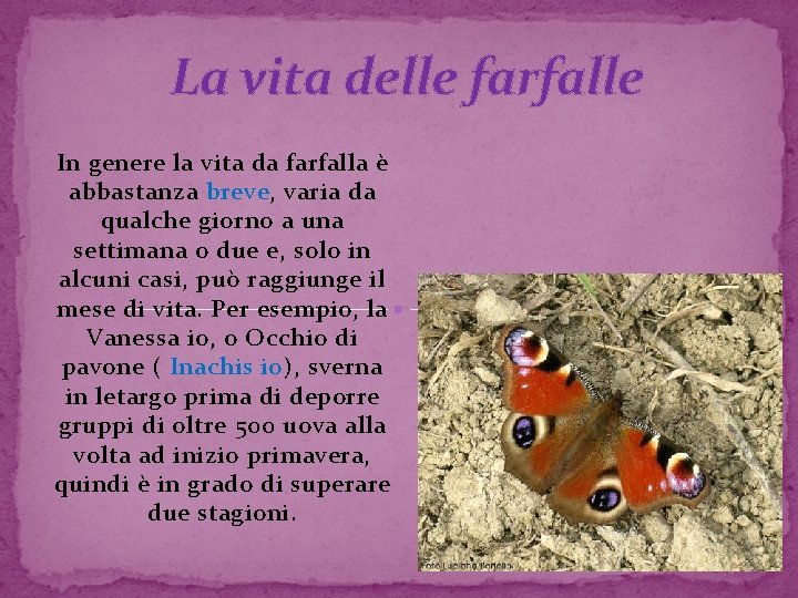 La vita delle farfalle In genere la vita da farfalla è abbastanza breve, varia