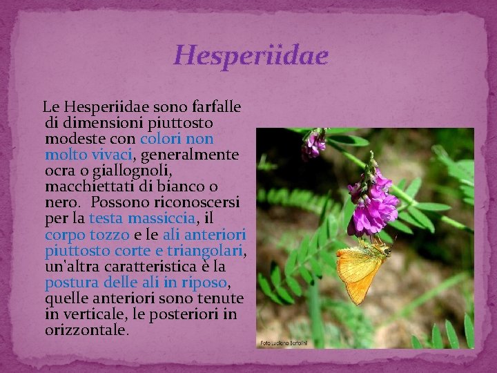  Hesperiidae Le Hesperiidae sono farfalle di dimensioni piuttosto modeste con colori non molto
