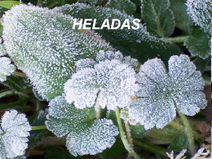 HELADAS 