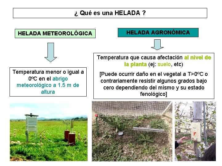 ¿ Qué es una HELADA ? HELADA METEOROLÓGICA HELADA AGRONÓMICA Temperatura que causa afectación