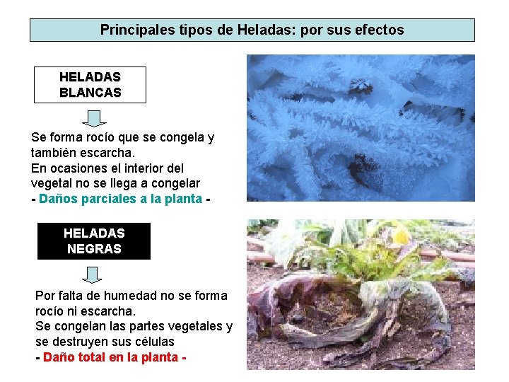 Principales tipos de Heladas: por sus efectos HELADAS BLANCAS Se forma rocío que se