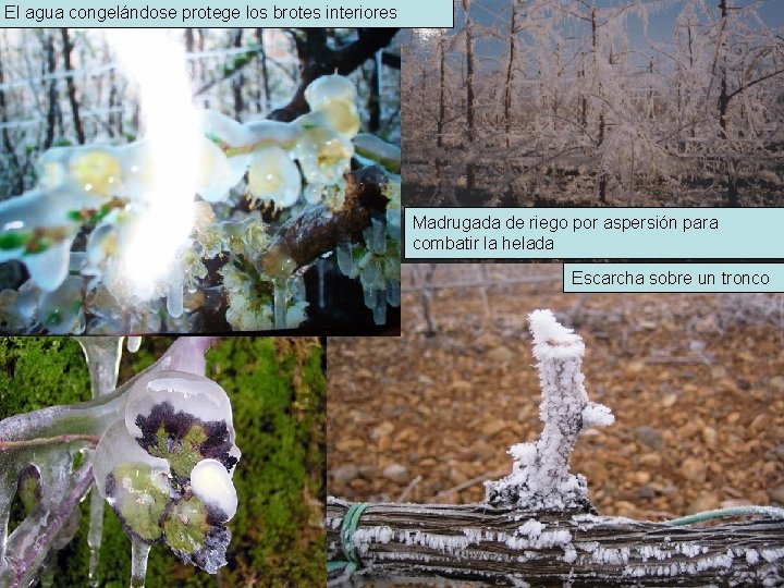 El agua congelándose protege los brotes interiores Madrugada de riego por aspersión para combatir