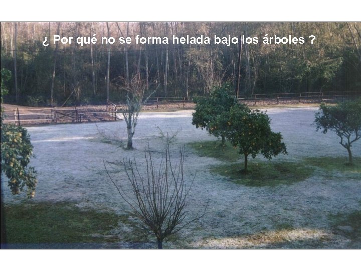 ¿ Por qué no se forma helada bajo los árboles ? 