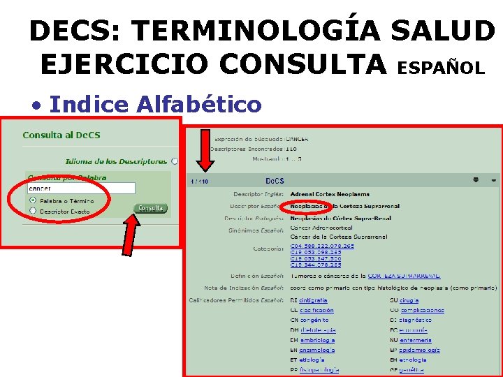 DECS: TERMINOLOGÍA SALUD EJERCICIO CONSULTA ESPAÑOL • Indice Alfabético 