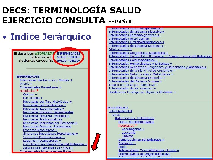 DECS: TERMINOLOGÍA SALUD EJERCICIO CONSULTA ESPAÑOL • Indice Jerárquico 