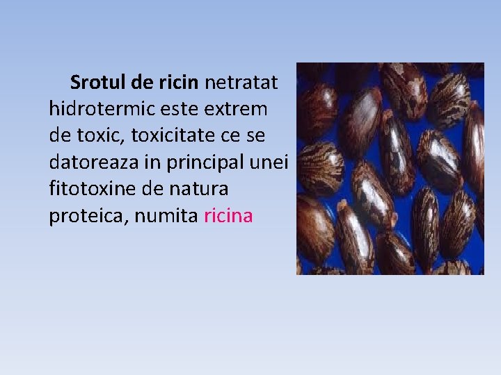Srotul de ricin netratat hidrotermic este extrem de toxic, toxicitate ce se datoreaza in