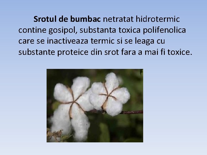 Srotul de bumbac netratat hidrotermic contine gosipol, substanta toxica polifenolica care se inactiveaza termic