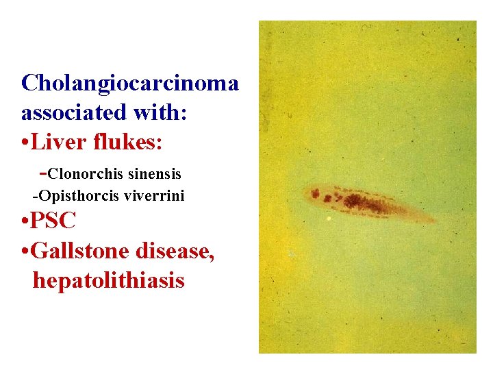 Cholangiocarcinoma associated with: • Liver flukes: -Clonorchis sinensis -Opisthorcis viverrini • PSC • Gallstone
