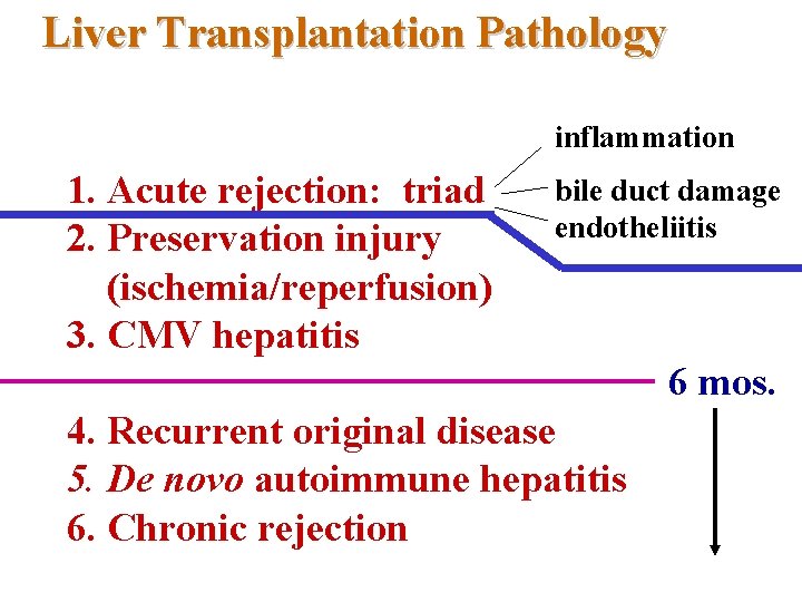 Liver Transplantation Pathology inflammation 1. Acute rejection: triad 2. Preservation injury (ischemia/reperfusion) 3. CMV