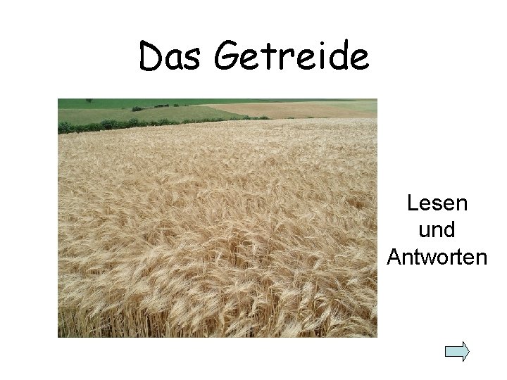 Das Getreide Lesen und Antworten 