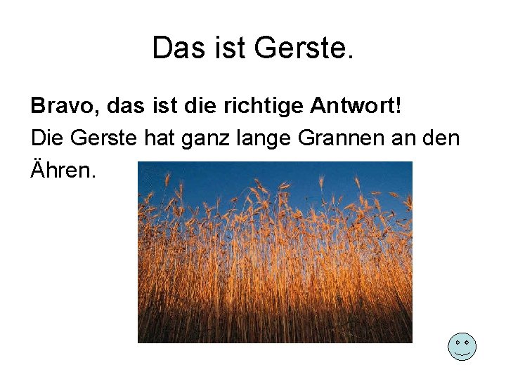 Das ist Gerste. Bravo, das ist die richtige Antwort! Die Gerste hat ganz lange