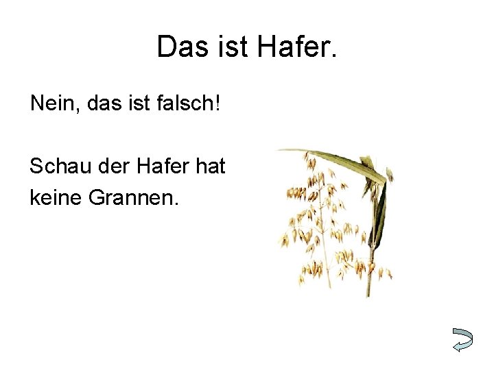 Das ist Hafer. Nein, das ist falsch! Schau der Hafer hat keine Grannen. 