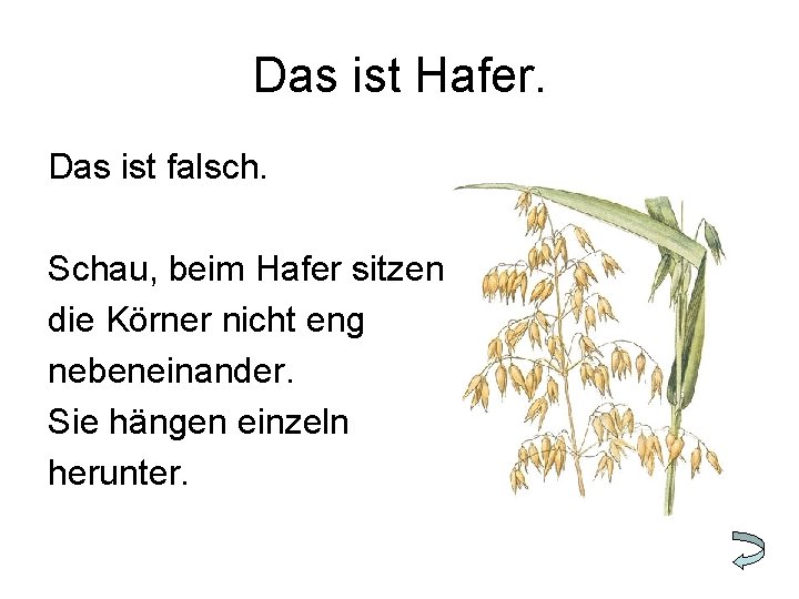 Das ist Hafer. Das ist falsch. Schau, beim Hafer sitzen die Körner nicht eng