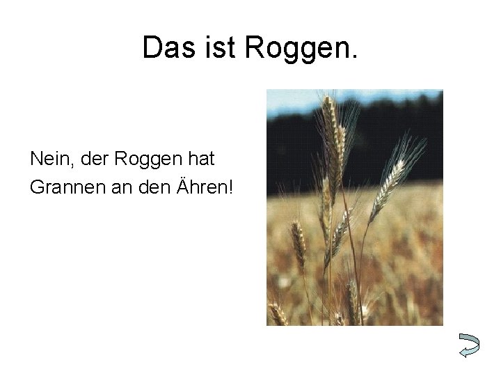 Das ist Roggen. Nein, der Roggen hat Grannen an den Ähren! 