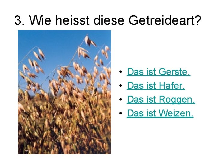 3. Wie heisst diese Getreideart? • • Das ist Gerste. Das ist Hafer. Das