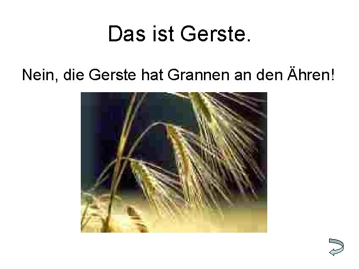 Das ist Gerste. Nein, die Gerste hat Grannen an den Ähren! 