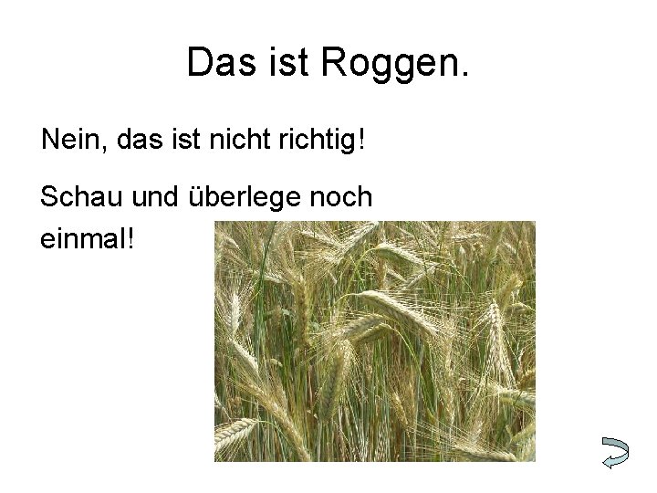 Das ist Roggen. Nein, das ist nicht richtig! Schau und überlege noch einmal! 