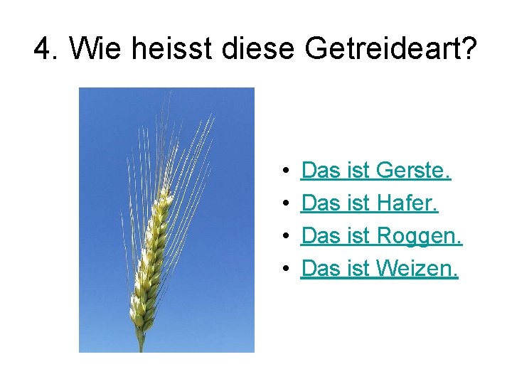 4. Wie heisst diese Getreideart? • • Das ist Gerste. Das ist Hafer. Das