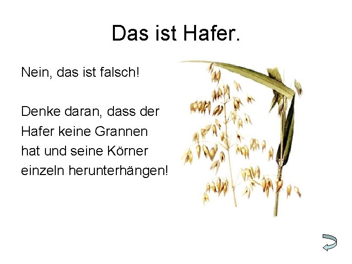 Das ist Hafer. Nein, das ist falsch! Denke daran, dass der Hafer keine Grannen