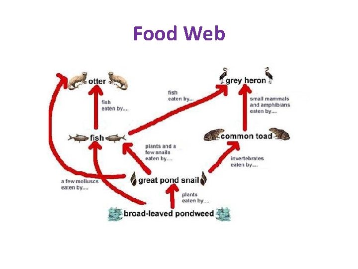 Food Web 