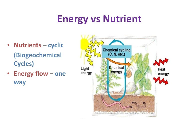 Energy vs Nutrient • Nutrients – cyclic (Biogeochemical Cycles) • Energy flow – one