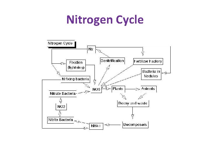 Nitrogen Cycle 