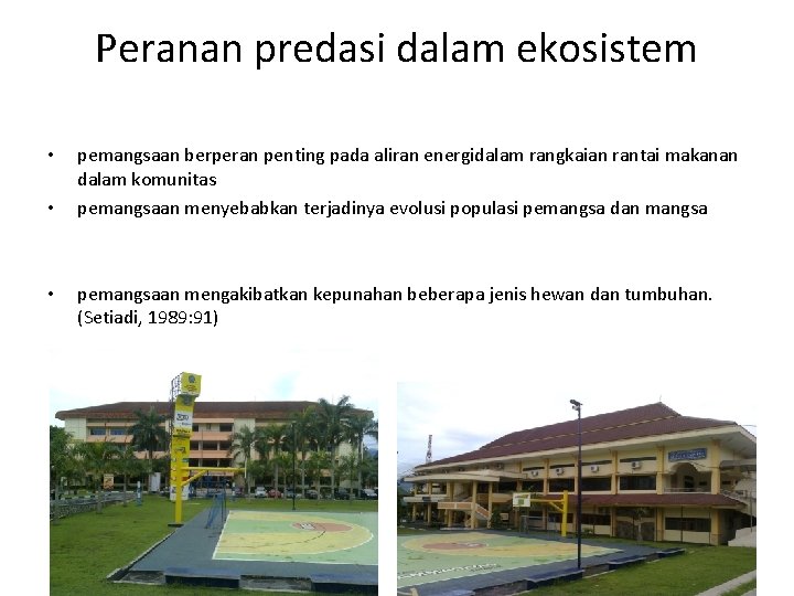 Peranan predasi dalam ekosistem • • • pemangsaan berperan penting pada aliran energidalam rangkaian