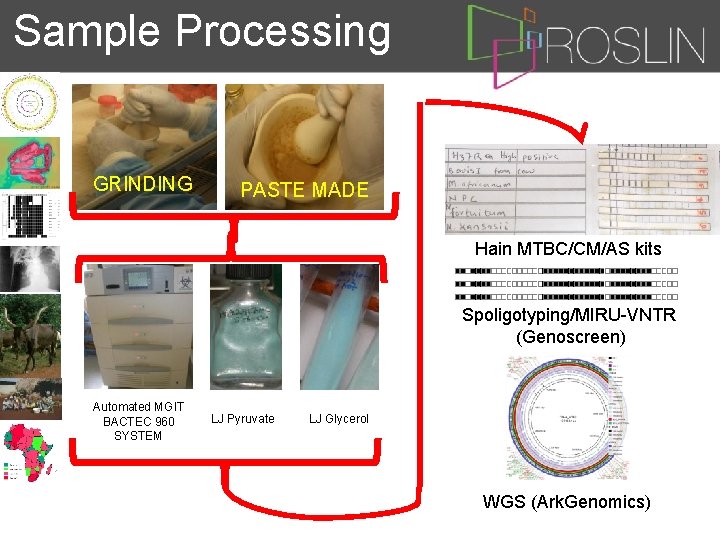 Sample Processing GRINDING PASTE MADE Hain MTBC/CM/AS kits Spoligotyping/MIRU-VNTR (Genoscreen) Automated MGIT BACTEC 960