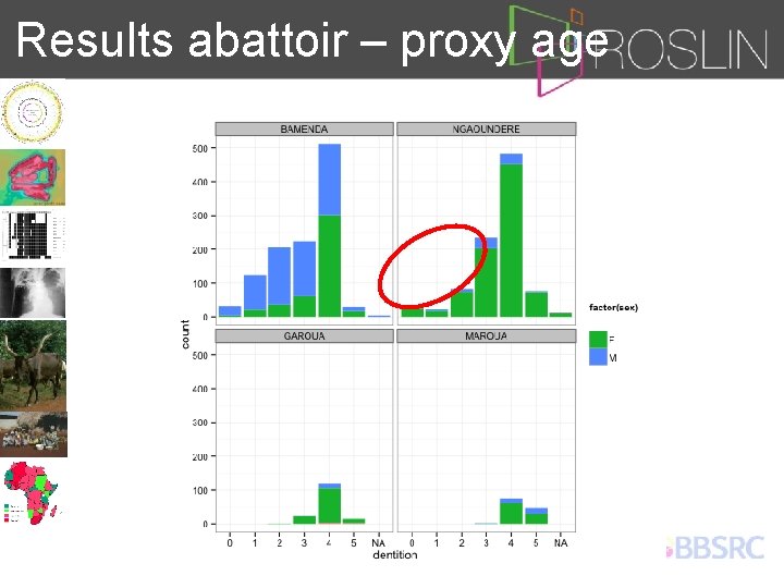 Results abattoir – proxy age 