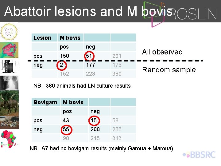 Abattoir lesions and M bovis Lesion M bovis pos neg pos 150 51 201