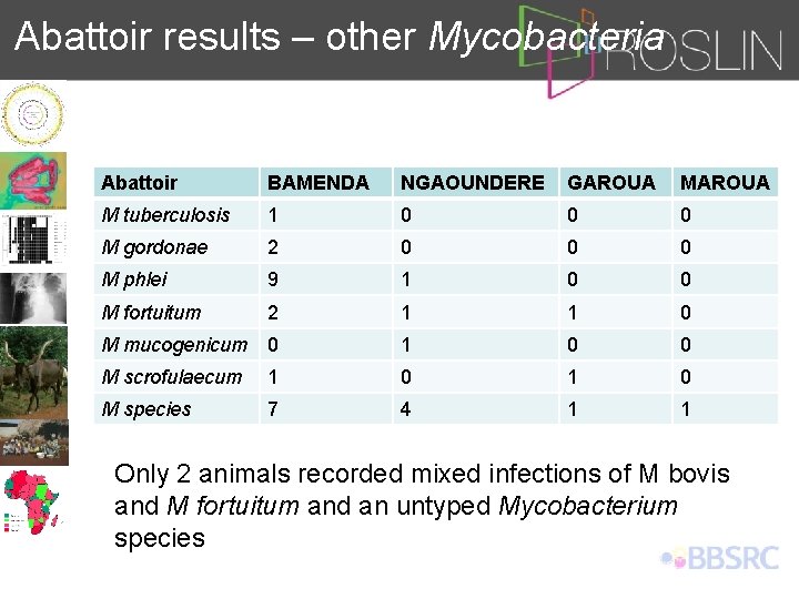 Abattoir results – other Mycobacteria Abattoir BAMENDA NGAOUNDERE GAROUA M tuberculosis 1 0 0