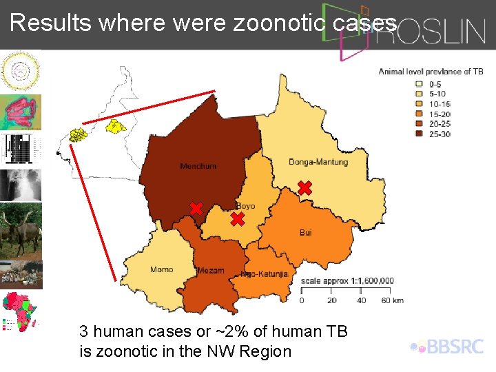 Results where were zoonotic cases 3 human cases or ~2% of human TB is